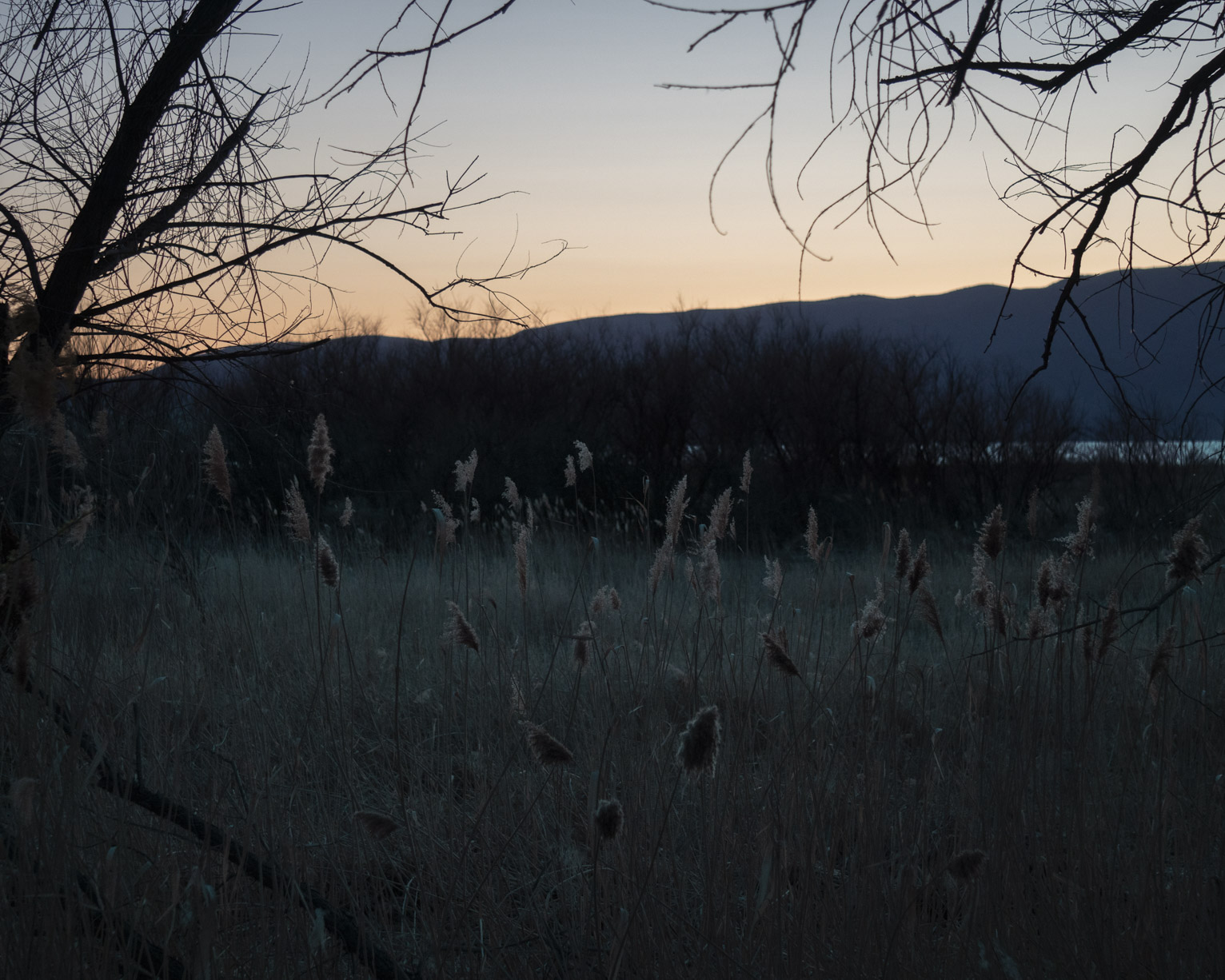 From between trees feathery grass catches the remaining light and almost seems to glow